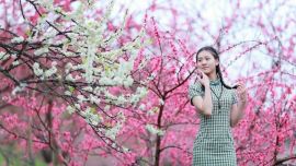 人面桃花相映紅——云飛揚(yáng)攝影