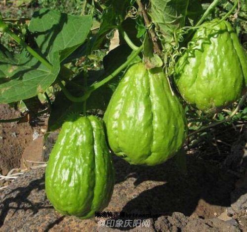 庆阳宁县的绿瓤梨瓜子印象庆阳网