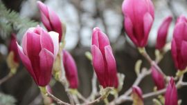 一組紫玉蘭【印象慶陽網(wǎng)攝影協(xié)會】