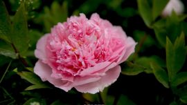 《牡丹花開》——印象慶陽攝影協(xié)會