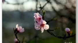 桃花朵朵開——印象慶陽攝影協(xié)會