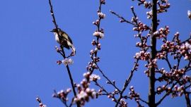 杏花鬧春——印象慶陽攝影協(xié)會