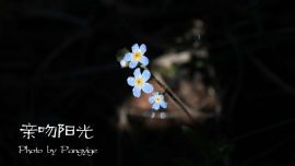 花之物語（組圖）——印象慶陽網(wǎng)攝影協(xié)會