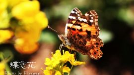 蜂飛蝶舞（高清組圖）——印象慶陽網(wǎng)攝影協(xié)會