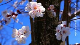 #印象慶陽#林外鳴鳩春雨歇，屋頭初日杏花繁