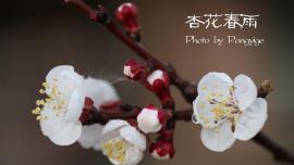 杏花朵朵開（高清組圖）——印象慶陽網(wǎng)攝影協(xié)會