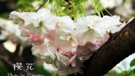 花開的日子（高清組圖）——印象慶陽網(wǎng)攝影協(xié)會