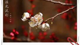 憶?杏花——攝影/張喜萍【印象慶陽網(wǎng)】