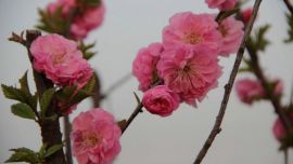 榆葉梅 張莘苗攝【印象慶陽網(wǎng)】