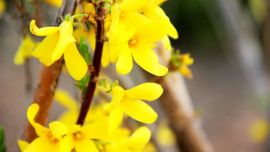 一組迎春花 張莘苗攝【印象慶陽網(wǎng)】