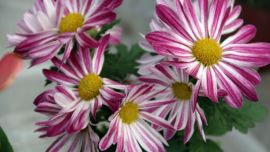 春意正濃（高清組圖）——印象慶陽網(wǎng)攝影協(xié)會