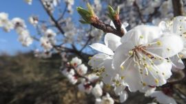 大美環(huán)縣——杏花爛漫時（非禪攝影）