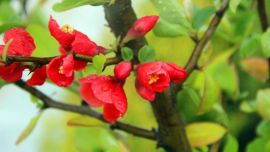 雨中海棠 張莘苗攝【印象慶陽網(wǎng)】