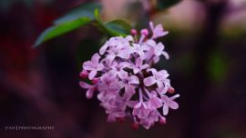 路過丁香，花開正好【印象慶陽網(wǎng)】