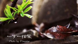 一歲一枯榮（高清組圖）——印象慶陽網(wǎng)攝影協(xié)會