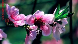 2015行走新疆——在那桃花盛開的地方