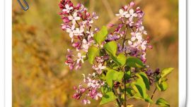 丁香花開正研時【印象慶陽網(wǎng)】