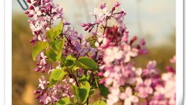 <美麗櫻花> ——印象慶陽攝影協(xié)會