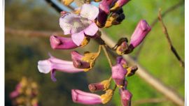 充滿詩意的梧桐花【印象慶陽網(wǎng)】