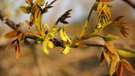 核桃開花了【印象慶陽網(wǎng)】