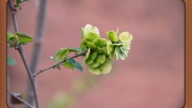 榆錢顠香的季節(jié)【印象慶陽網(wǎng)】