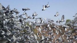 庆阳举办信鸽大赛资格赛 奖金数达728万元