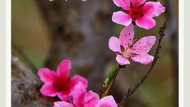 詩意桃花——印象慶陽網(wǎng)攝影協(xié)會(huì)