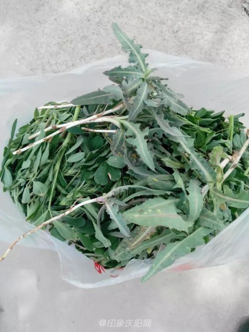 庆阳本地的土特产——苦苦菜