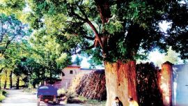 大槐树的见证：一“路”向前（组图）