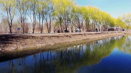 2015行走新疆-石河子垂柳——印象慶陽攝影協(xié)會(huì)