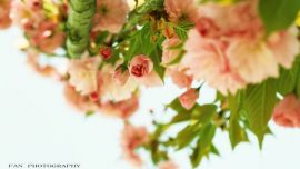 一期一會(huì)， 櫻花又開【印象慶陽網(wǎng)】