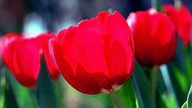 曲瀾鳴攝影——印象慶陽攝影協(xié)會(huì)