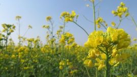 大美環(huán)縣——油菜花開（非禪攝影）