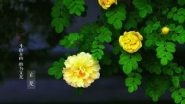 立夏 攝影/范思含【印象慶陽網(wǎng)】