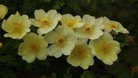 黃刺玫---象征希望與激情的愛