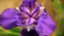 梟尾花開 攝影/張應(yīng)君【印象慶陽網(wǎng)】