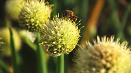 蜜蜂的青蔥時(shí)光【印象慶陽網(wǎng)】