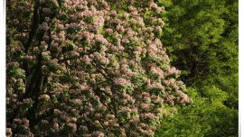 楸樹開花正研時(shí)【印象慶陽網(wǎng)】