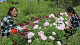 庆阳昔家牡丹园喜迎八方宾客