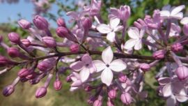 大美環(huán)縣——丁香花開（非禪攝影）