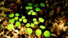 “美麗慶陽·幸福家園”攝影大賽參賽作品—— 迎光伸展