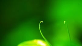 “美麗慶陽·幸福家園”攝影大賽參賽作品—— 翠藤