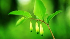 “美麗慶陽·幸福家園”攝影大賽參賽作品——玲瓏