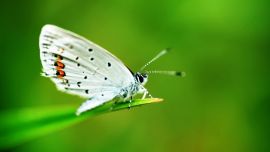 “美麗慶陽·幸福家園”攝影大賽參賽作品—— 小蝴蝶