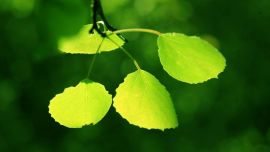 “美麗慶陽·幸福家園”攝影大賽參賽作品——新葉