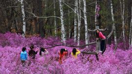 【大美中國】達(dá)爾濱湖的杜鵑開了