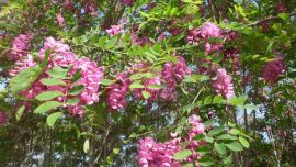 家鄉(xiāng)的香花槐【印象慶陽網(wǎng)】