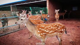 #隨手拍#東北梅花鹿安家慶陽(yáng)董志原【印象慶陽(yáng)網(wǎng)】