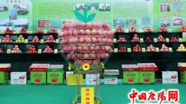 主推三项技术 实施六大工程 庆城县苹果产业发展步入快车道