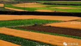 #印象環(huán)縣# 麥子黃了（ 張永鑫  攝 ）@在慶陽(yáng)